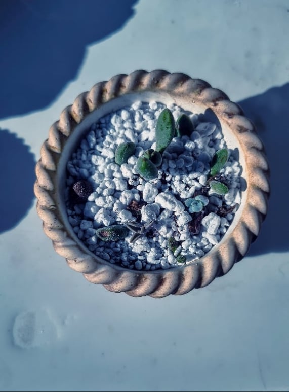 Basket medium -Sedum(με παχύφυτο) - Image 2