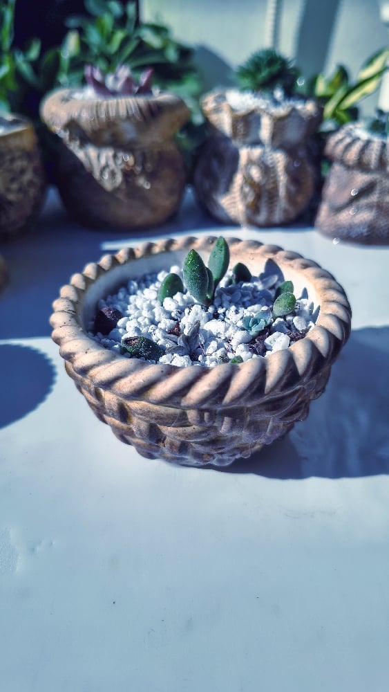 Basket medium -Sedum(με παχύφυτο)