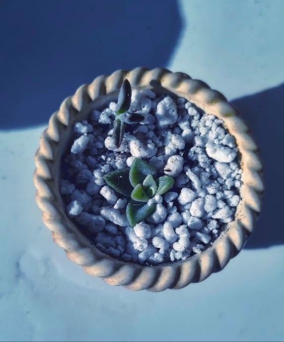 Basket small + baby echeveria(με παχύφυτο) - Image 2
