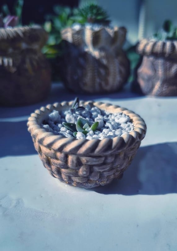 Basket small + baby echeveria(με παχύφυτο)