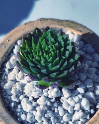 LadyHorse - Sempervivum (με παχύφυτο) - Image 3