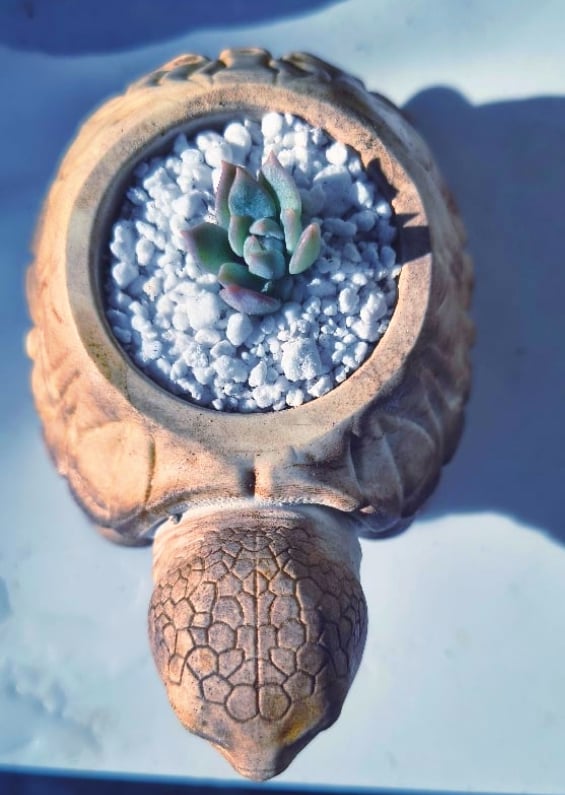 SlowDown Turtle- Echeveria agavoid (με παχύφυτο) - Image 3