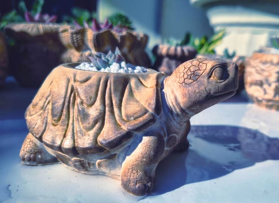SlowDown Turtle- Echeveria agavoid (με παχύφυτο)