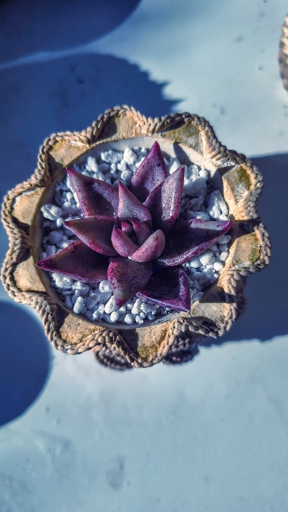 TeraPullover Large -echeveria rubin(με φυτό) - Image 2