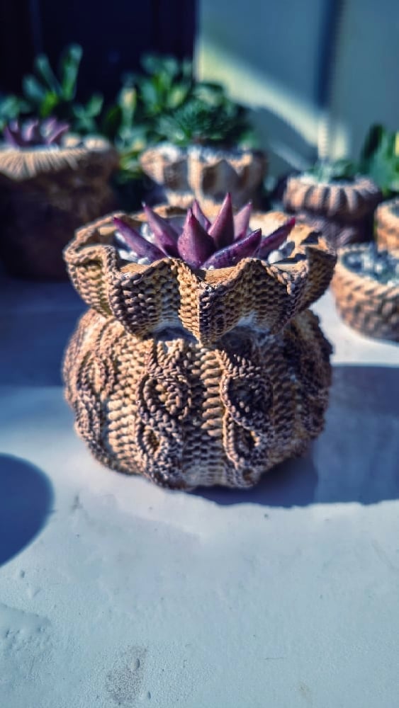 TeraPullover Large -echeveria rubin(με φυτό)