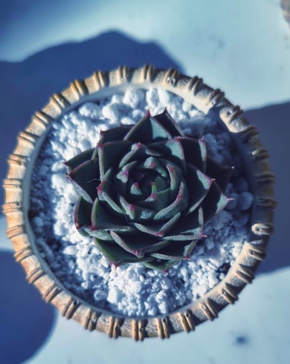 TeraPullover Medium Echeveria agavoid(με παχύφυτο) - Image 2