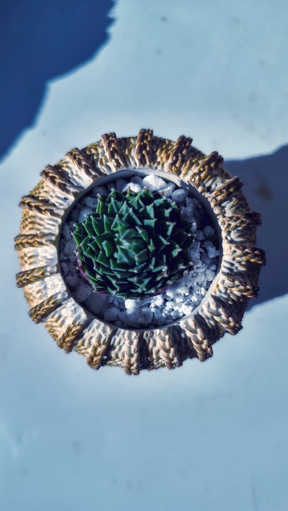 TeraPullover small Sempervivum (με παχύφυτο) - Image 2