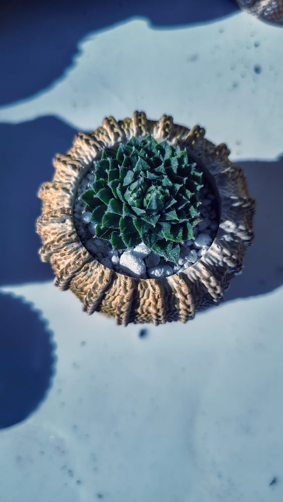 TeraPullover small Sempervivum (με παχύφυτο) - Image 4