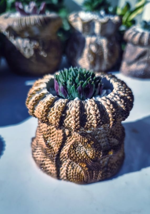 TeraPullover small Sempervivum (με παχύφυτο)