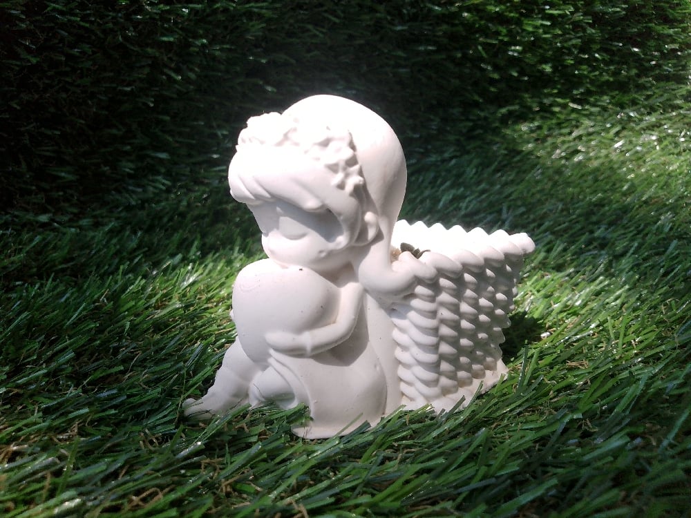 TerraKid +  Sentum pachyphyllum