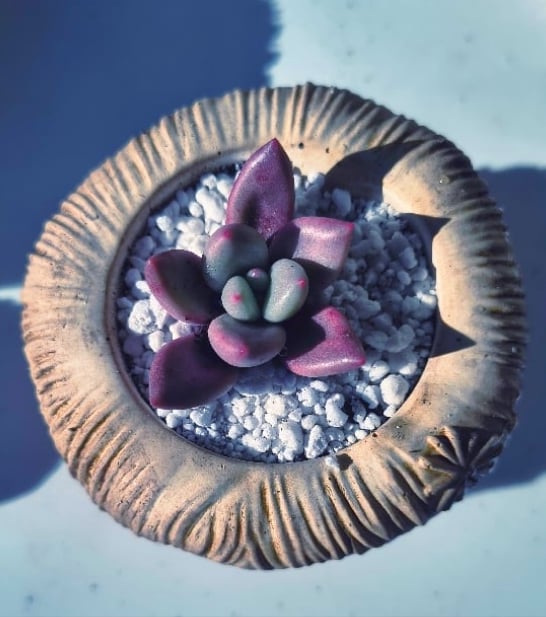 XMasPullover Large -echeveria cherry(με φυτό) - Image 2